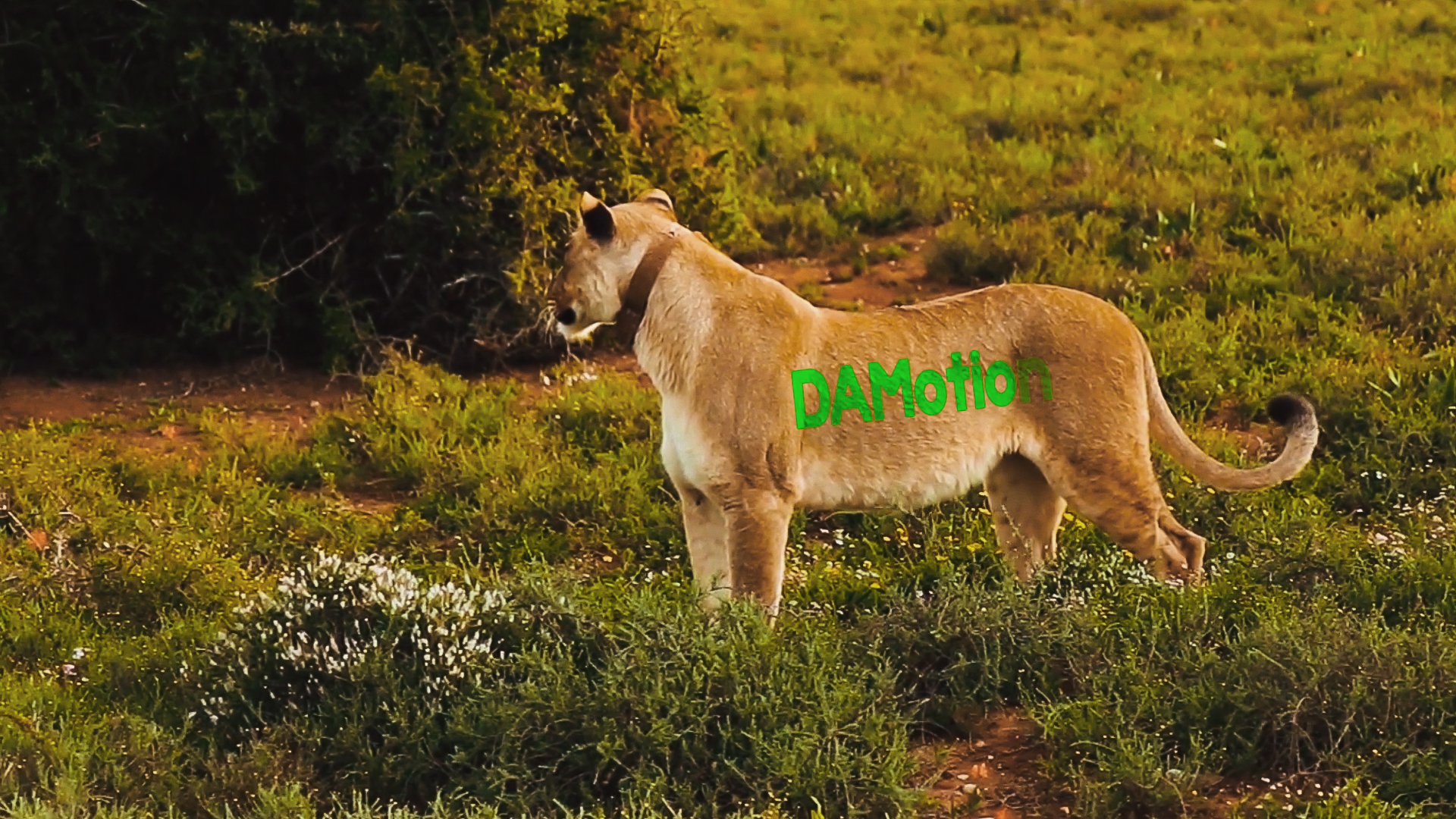 трекинг объектов в видео